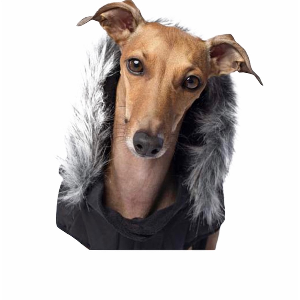 Canada Pooch Everest Explorer Dog Jacket - Picture 3 of 10
